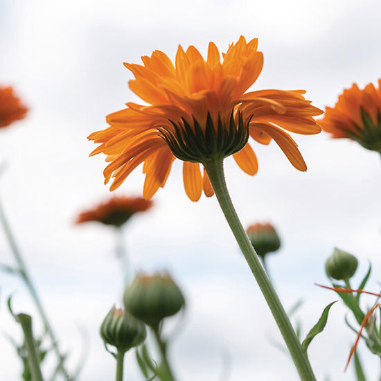 PURE CALENDULA pretgrumbu universālais krēms 50ml