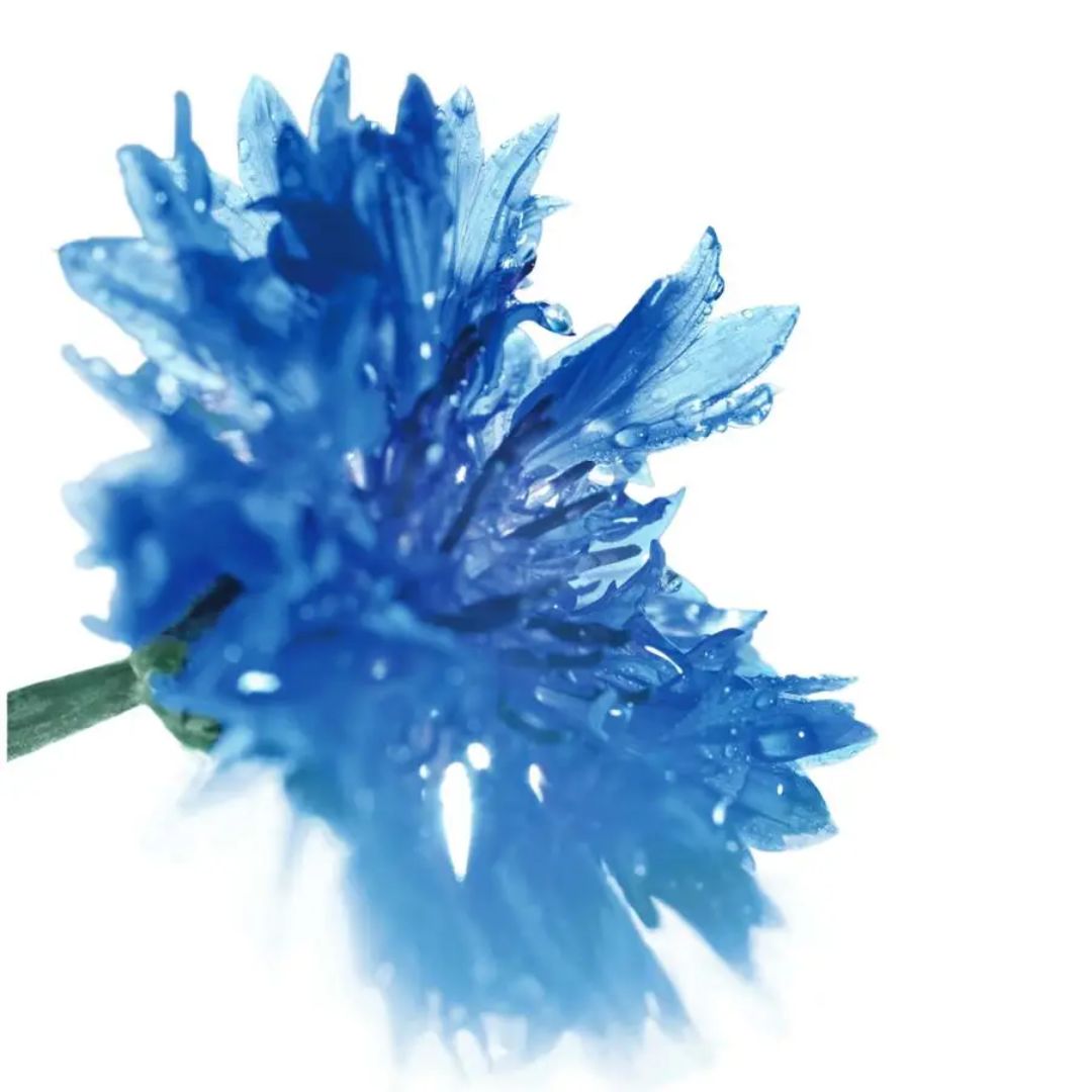INTENSE METAMORPHOSE zila skropstu tuša ar organisku rudzupuķu ūdeni, 7.8ml
