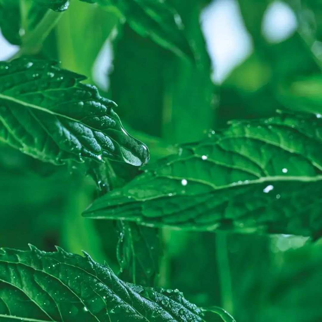 PURE MENTHE attīroša māla maska ar organisku piparmētras ekstraktu, 75ml